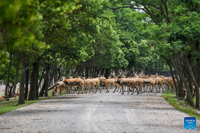 Guardiã do cervo-milu se dedica à busca da harmonia entre a humanidade e a natureza