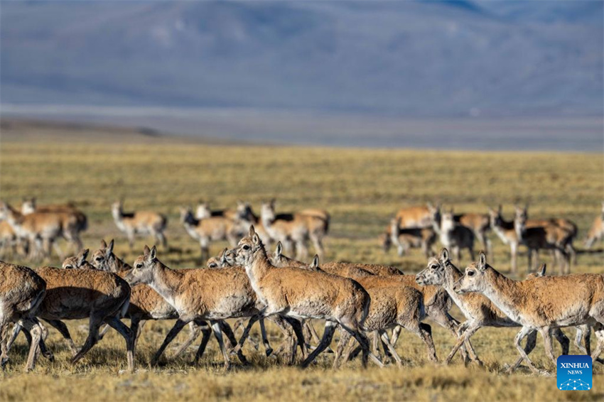 Antílopes tibetanas em migração em Xizang, na China