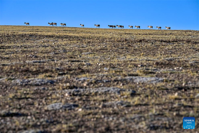 Antílopes tibetanas em migração em Xizang, na China