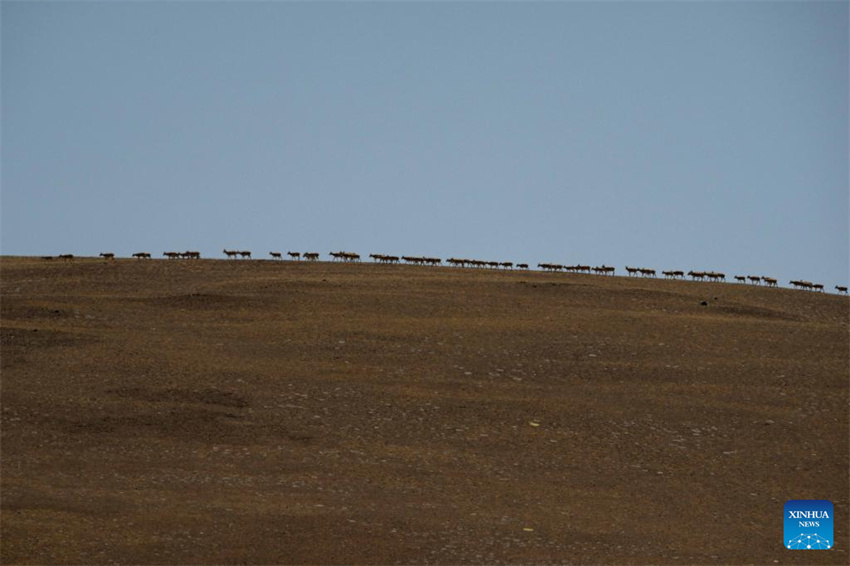 Antílopes tibetanas em migração em Xizang, na China