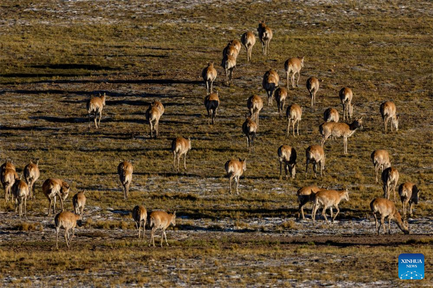 Antílopes tibetanas em migração em Xizang, na China