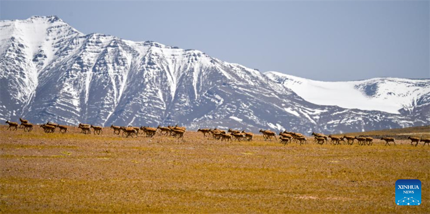 Antílopes tibetanas em migração em Xizang, na China
