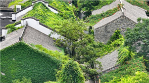 Prédios antigos em Nanjing estão cobertos de verdeVegetação verdejante "cobre" os beirais e paredes de prédios antigos em Nanjing, povíncia de Jiangsu, leste da China, em 11 de junho de 2025.  