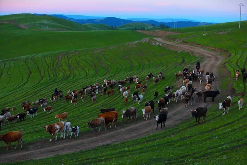 Transumância de verão tem início em Xinjiang