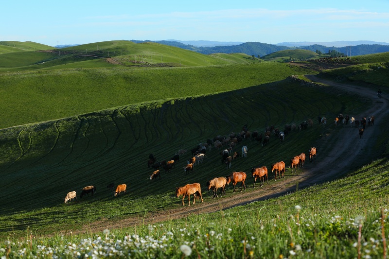 Transumância de verão tem início em Xinjiang