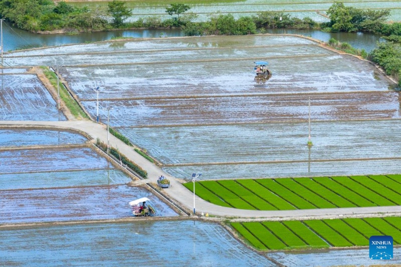 Agricultores chineses intensificam produção na temporada do Calor Maior, ou 