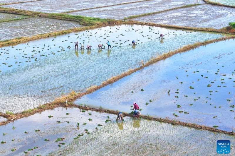 Agricultores chineses intensificam produção na temporada do Calor Maior, ou 