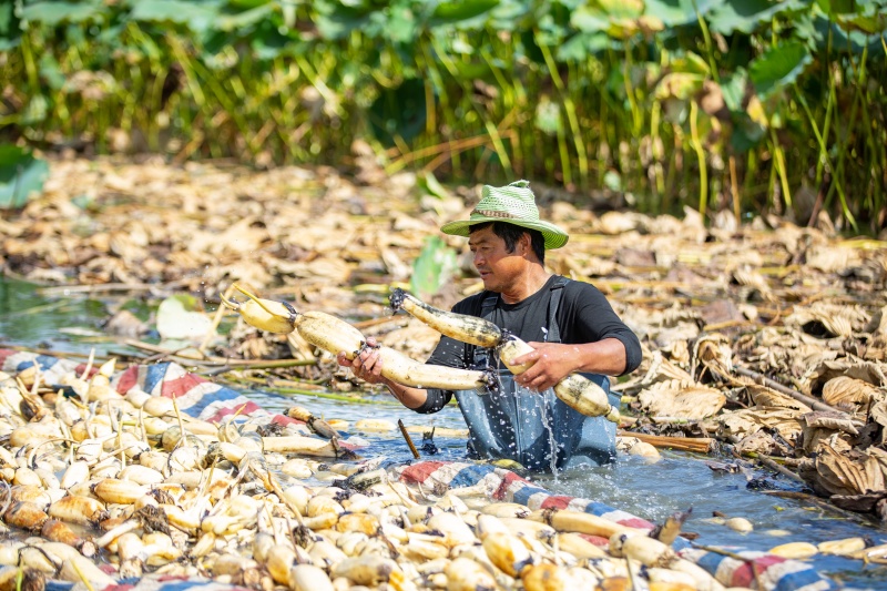 Cultivo de lótus em águas rasas impulsiona a economia e revitalização rural em Nantong