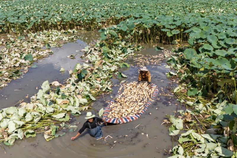 Cultivo de lótus em águas rasas impulsiona a economia e revitalização rural em Nantong