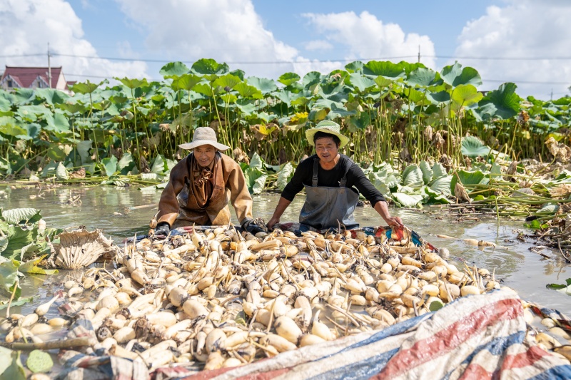Cultivo de lótus em águas rasas impulsiona a economia e revitalização rural em Nantong
