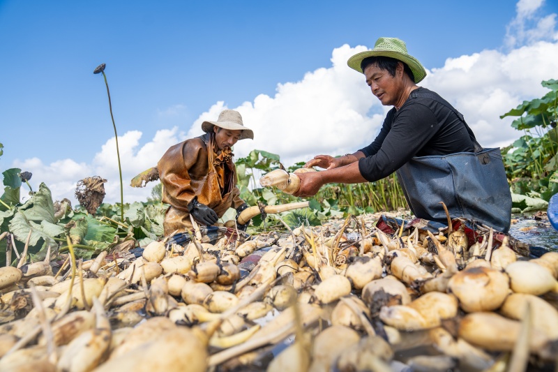 Cultivo de lótus em águas rasas impulsiona a economia e revitalização rural em Nantong