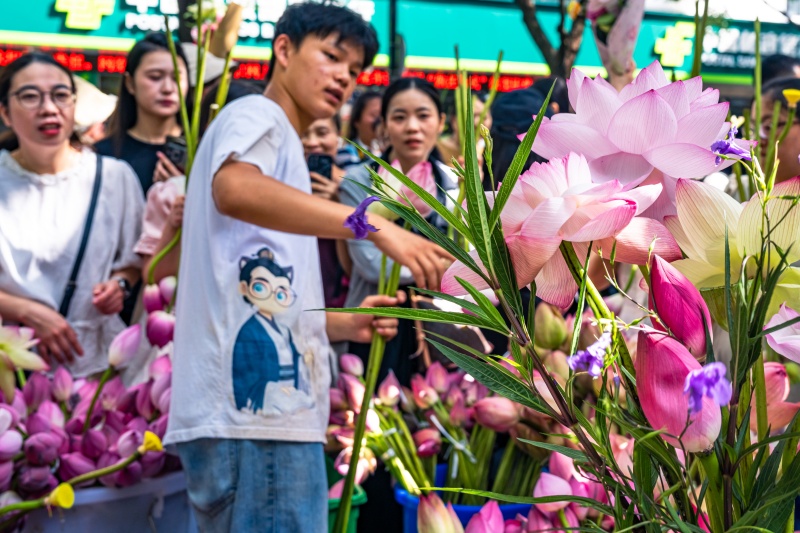 Suzhou celebra temporada de floração com mercado de lótus movimentado
