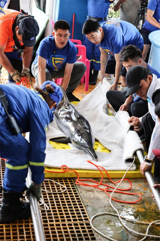 Golfinho encalhado é devolvido à natureza em Hainan