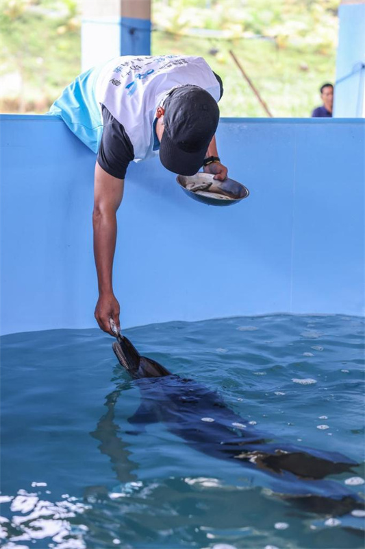 Golfinho encalhado é devolvido à natureza em Hainan