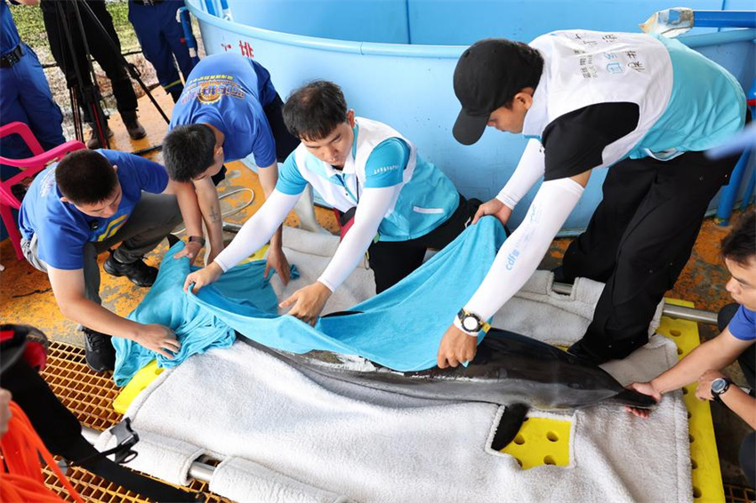 Golfinho encalhado é devolvido à natureza em Hainan