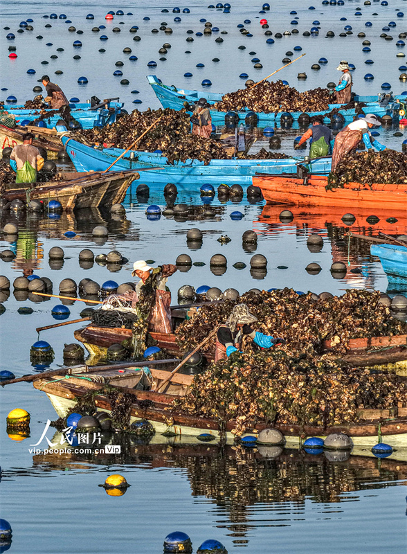 Ostras são colhetadas para mercado de Shandong, leste da China