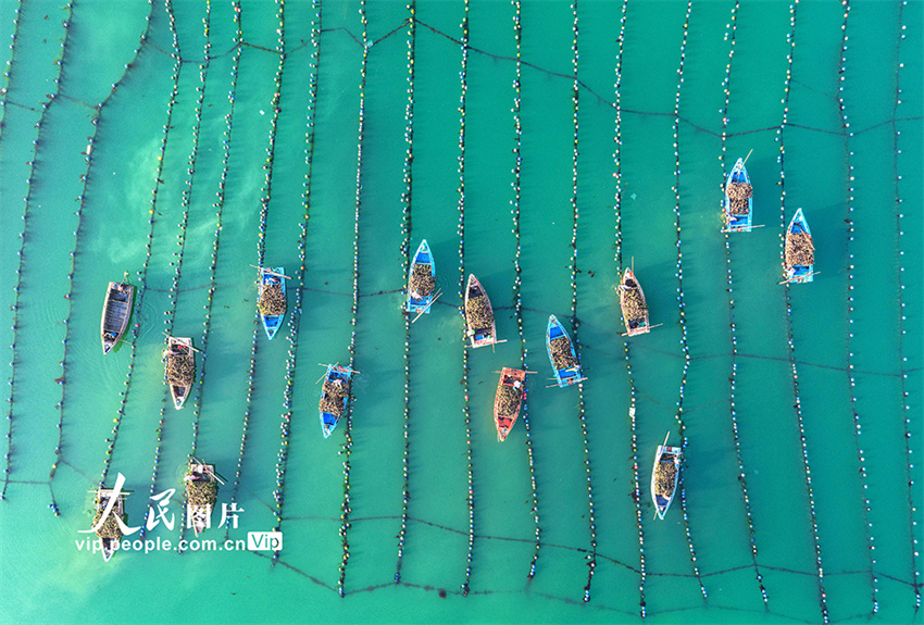 Ostras são colhetadas para mercado de Shandong, leste da China