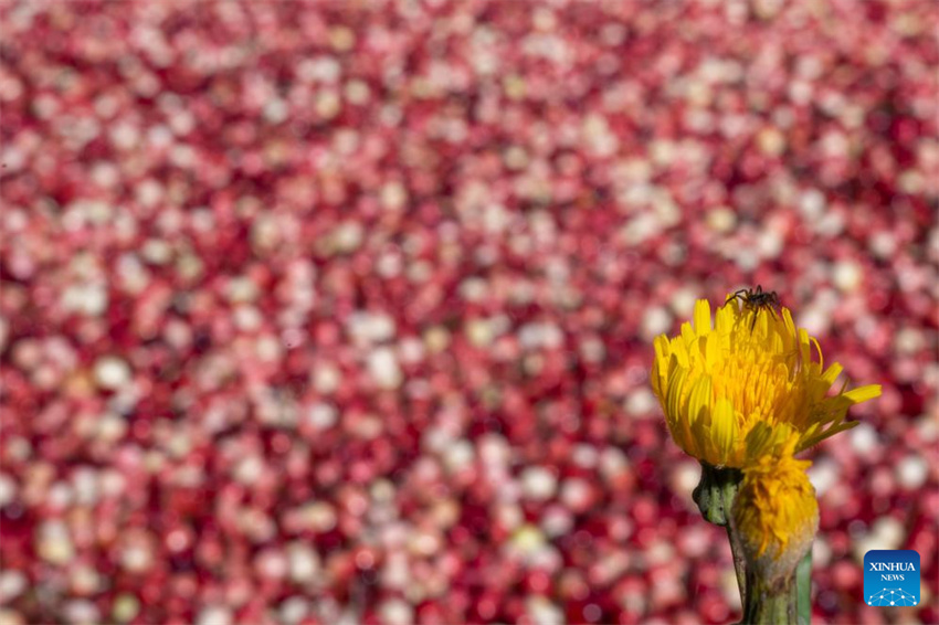 Festival de colheita de airela realizado em Fuyuan, Heilongjiang
