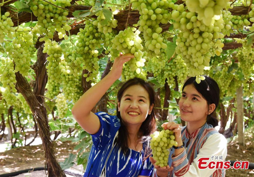 Xinjiang: uvas de Turpan amadurecem sob temperaturas extremas