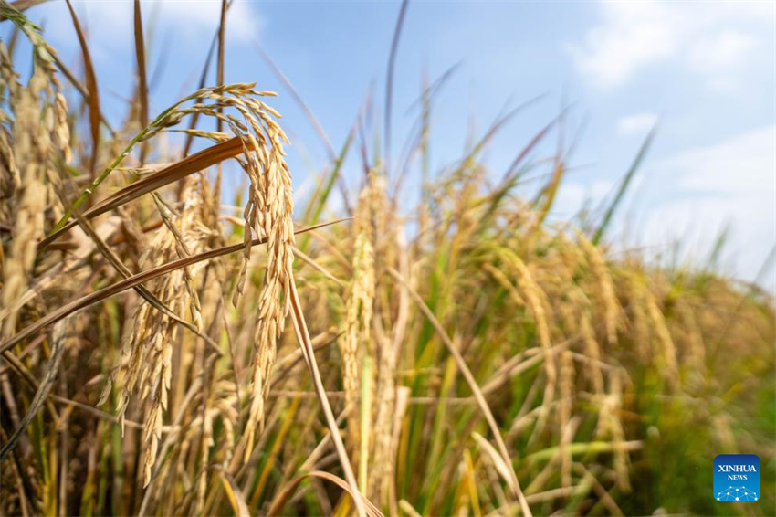 Condado de Nanxian, em Hunan, no centro da China, entra na temporada de colheita