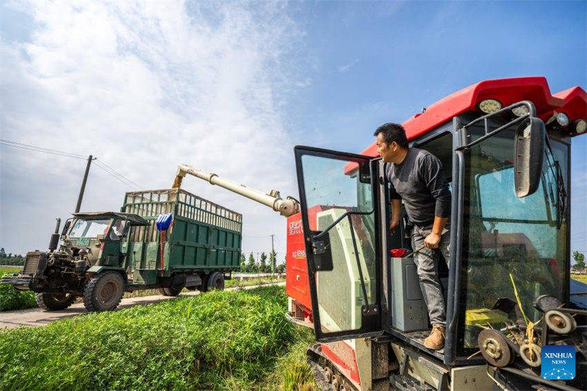 Condado de Nanxian, em Hunan, no centro da China, entra na temporada de colheita