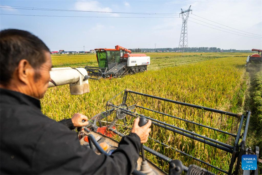 Condado de Nanxian, em Hunan, no centro da China, entra na temporada de colheita