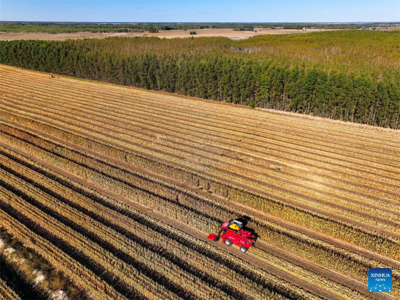 Galeria: cidade de Tongliao entra na estação de colheita do milho, Mongólia Interior