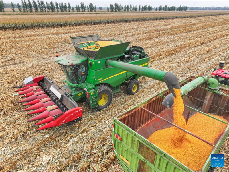 Galeria: cidade de Tongliao entra na estação de colheita do milho, Mongólia Interior