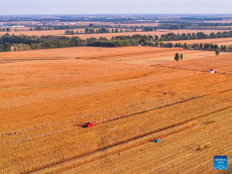 Galeria: cidade de Tongliao entra na estação de colheita do milho, Mongólia Interior