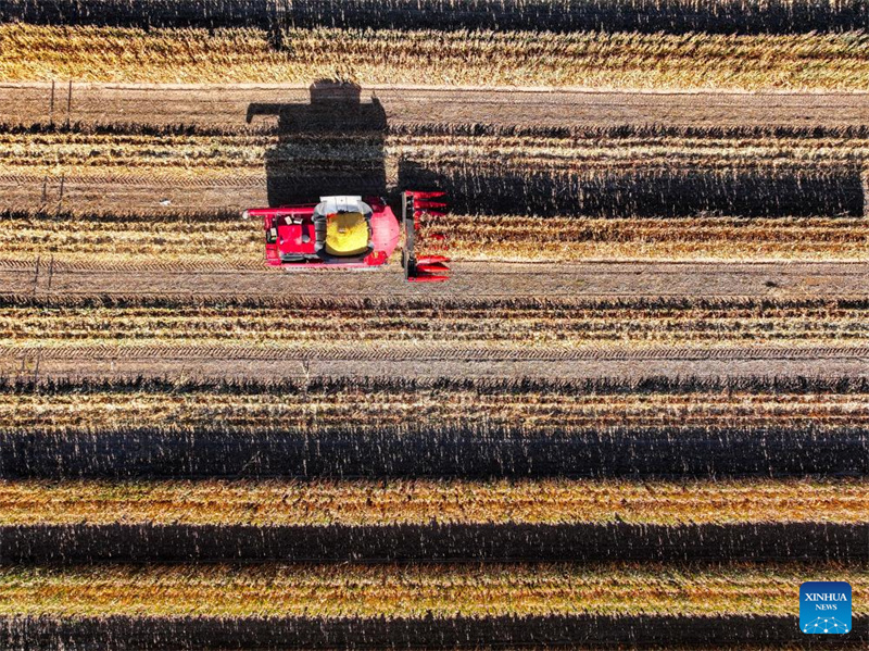 Galeria: cidade de Tongliao entra na estação de colheita do milho, Mongólia Interior