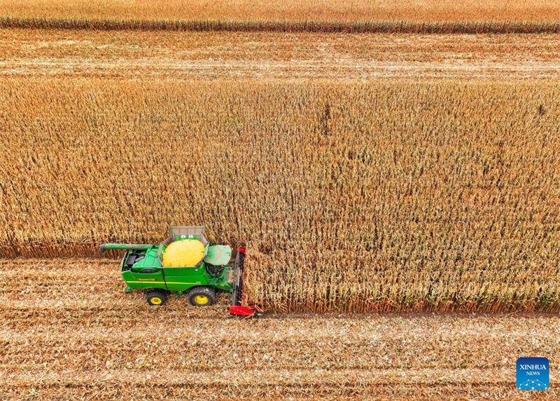 Galeria: cidade de Tongliao entra na estação de colheita do milho, Mongólia Interior