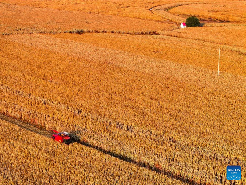 Galeria: cidade de Tongliao entra na estação de colheita do milho, Mongólia Interior
