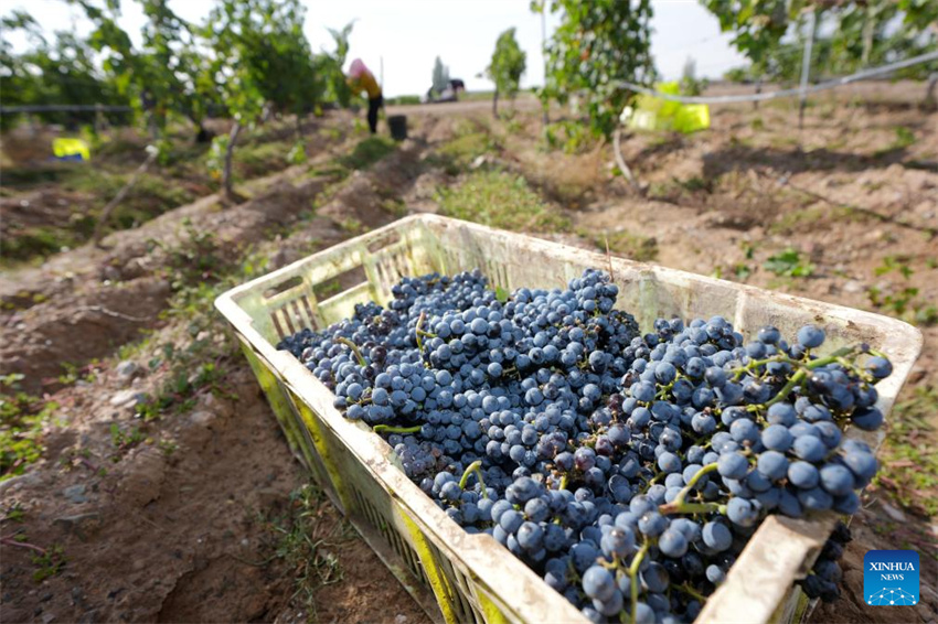 Ningxia: vila de Minning prospera em meio à transformação ecológica