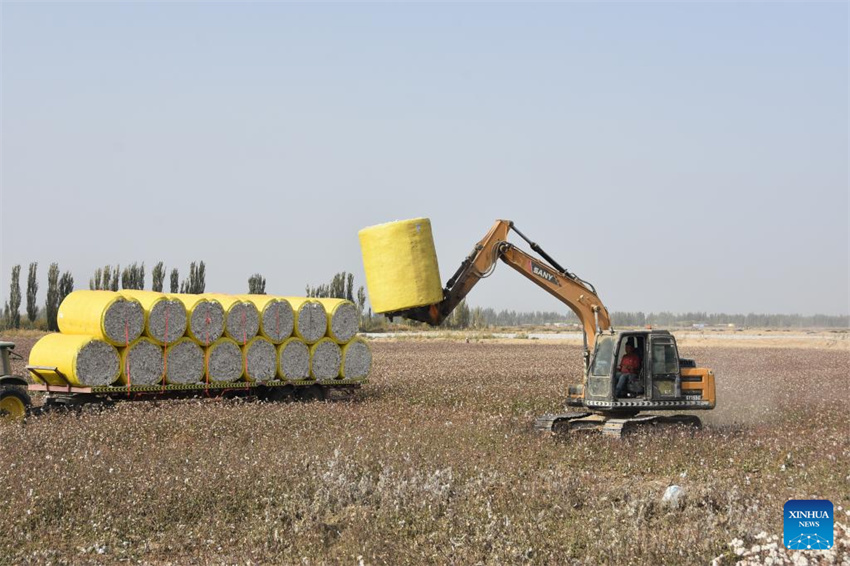 Temporada de colheita de algodão inicia em Xinjiang