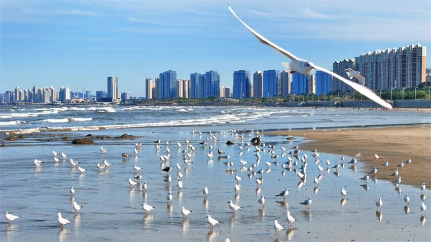 Testemunhando a construção de belas baías em Shandong, no leste da China