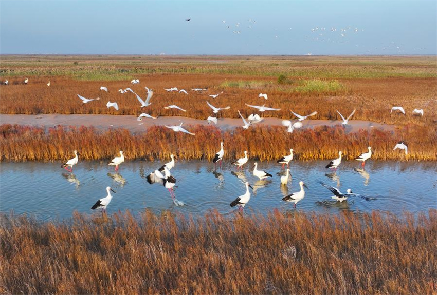 Testemunhando a construção de belas baías em Shandong, no leste da China