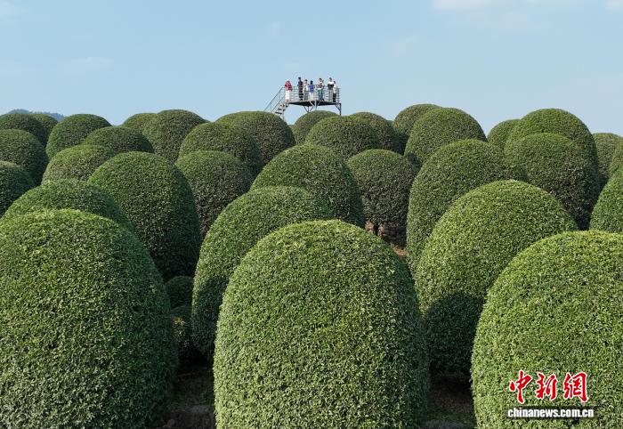 Floresta de osmanthus esféricos atrai visitantes à Zhejiang, no leste da China