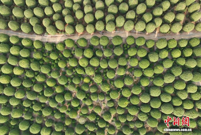 Floresta de osmanthus esféricos atrai visitantes à Zhejiang, no leste da China
