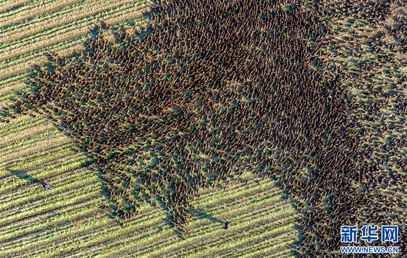 Anhui: cultivo combinado de arroz e criação de patos traz dupla colheita