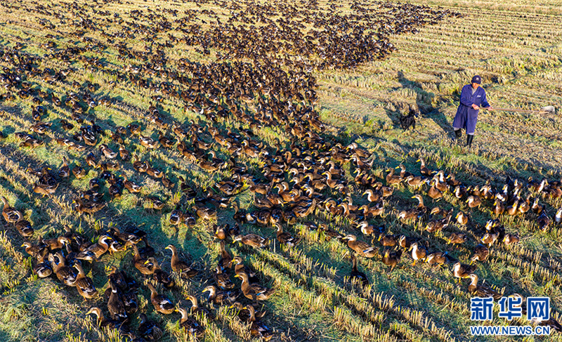 Anhui: cultivo combinado de arroz e criação de patos traz dupla colheita