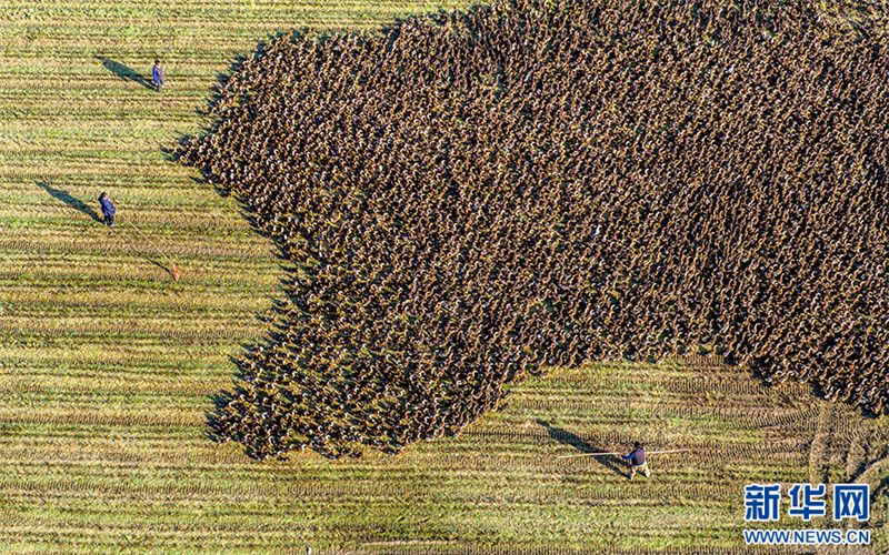 Anhui: cultivo combinado de arroz e criação de patos traz dupla colheita