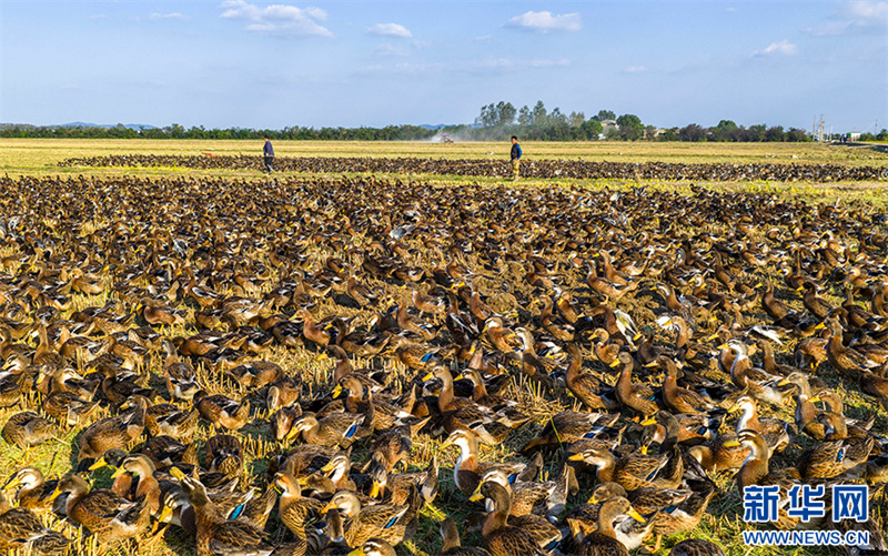 Anhui: cultivo combinado de arroz e criação de patos traz dupla colheita