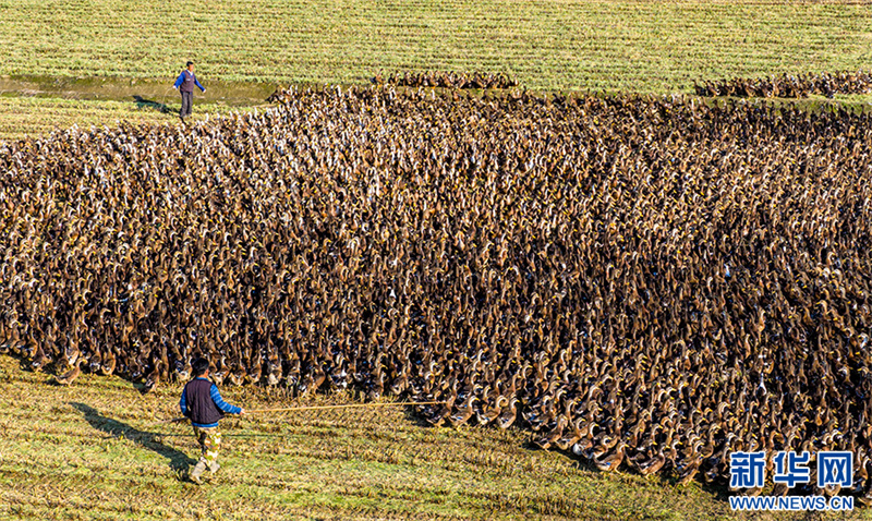 Anhui: cultivo combinado de arroz e criação de patos traz dupla colheita
