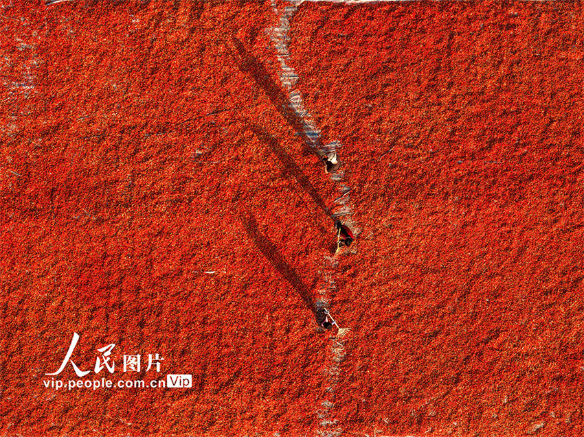Galeria: agricultores secam pimentas em Anhui, leste da China