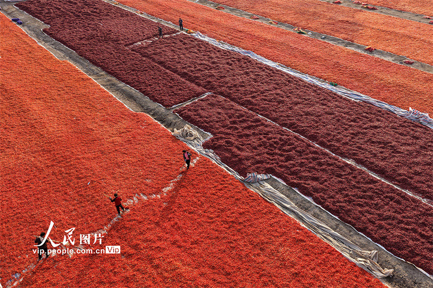 Galeria: agricultores secam pimentas em Anhui, leste da China