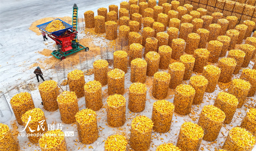 Agricultores aproveitam tempo para armazenamento de milho em Shandong