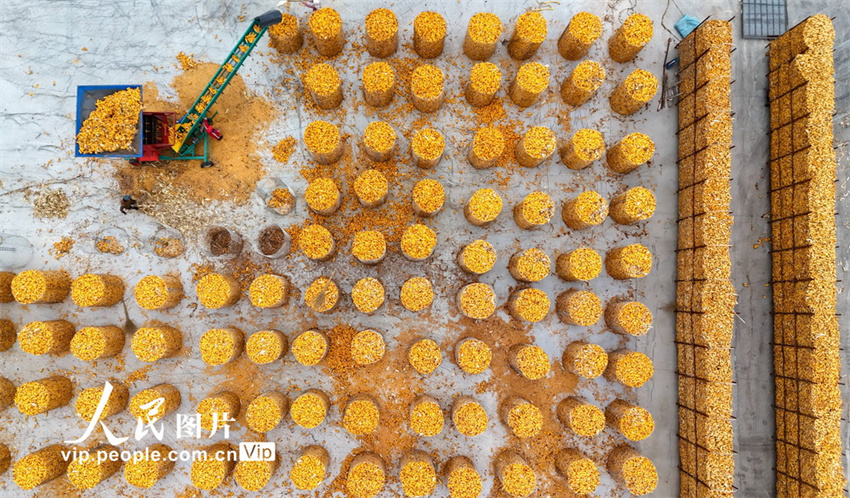 Agricultores aproveitam tempo para armazenamento de milho em Shandong