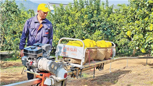 Guangdong: indústria de pomelo prospera graças à inovação tecnológica em MeizhouA vila de Nanfu conta agora com 450 famílias produtoras de pomelo, cultivando mais de 5.000 mu, gerando uma receita anual superior a 50 milhões de yuans (cerca de US$ 7,02 milhões).