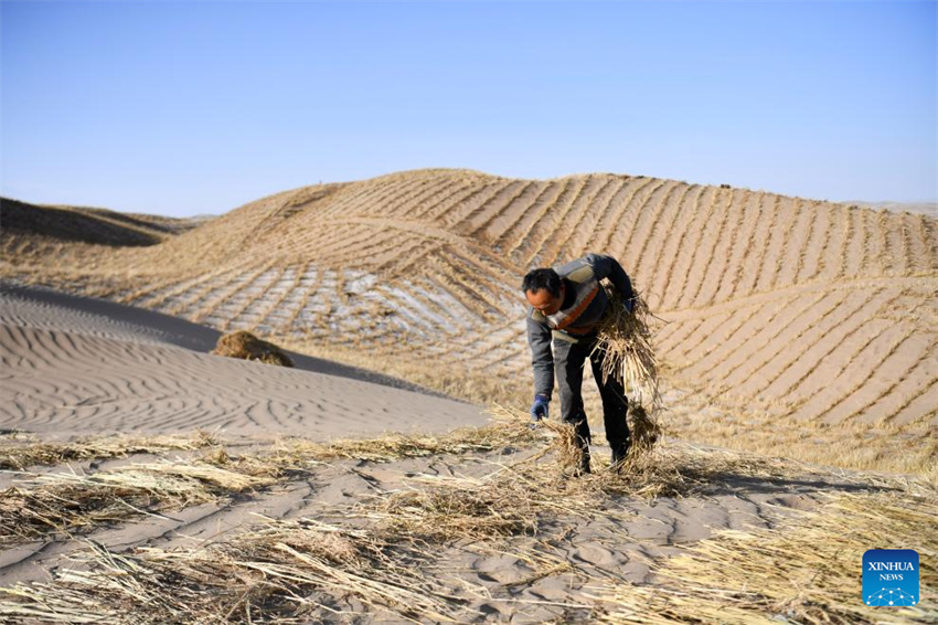 Projeto de controle da desertificação em andamento em Gansu, noroeste da China