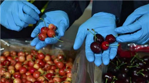 "Cerejas Expressas" do Chile vindo para abastecer amplamente o mercado no Ano Novo da ChinaShanghai, o porto mais movimentado da China, está se preparando para um influxo recorde de cerejas chilenas, com mais de 250 mil toneladas previstas para chegar antes do Ano Novo Chinês em fevereiro do próximo ano.